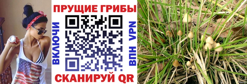 Галлюциногенные грибы GOLDEN TEACHER  купить наркоту  Сорочинск 